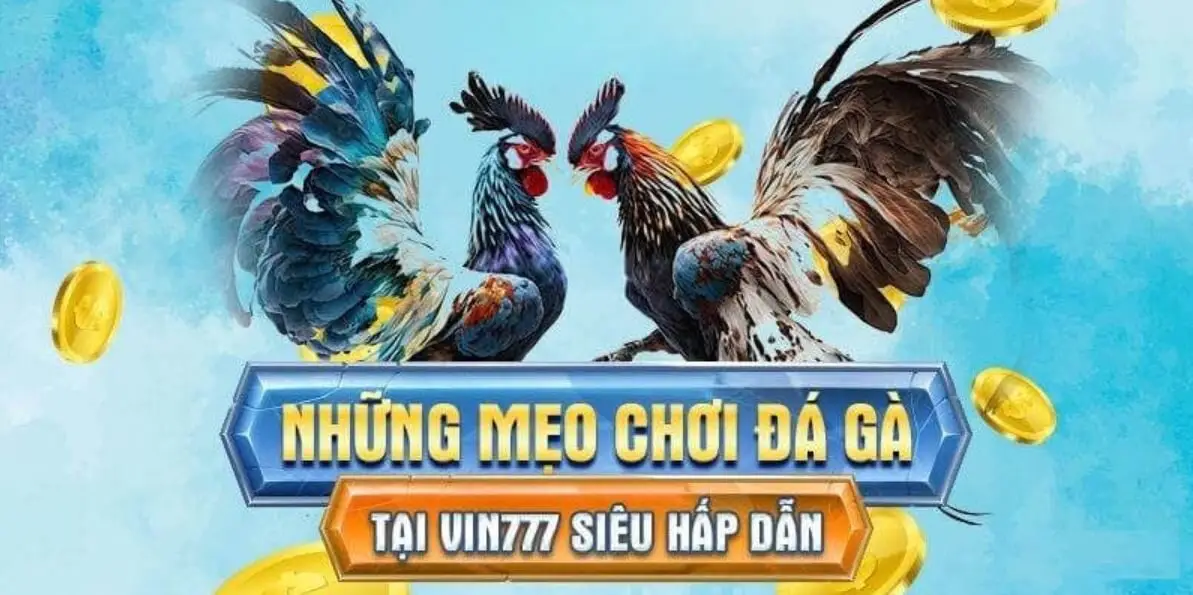 Kinh nghiệm đá gà Vin777
